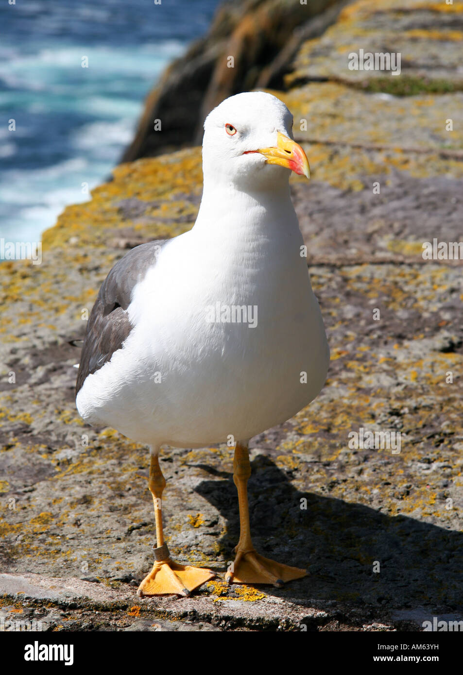 Herring gull, Maritime fauna on Skellig Michael, Kerry, Ireland Stock Photo