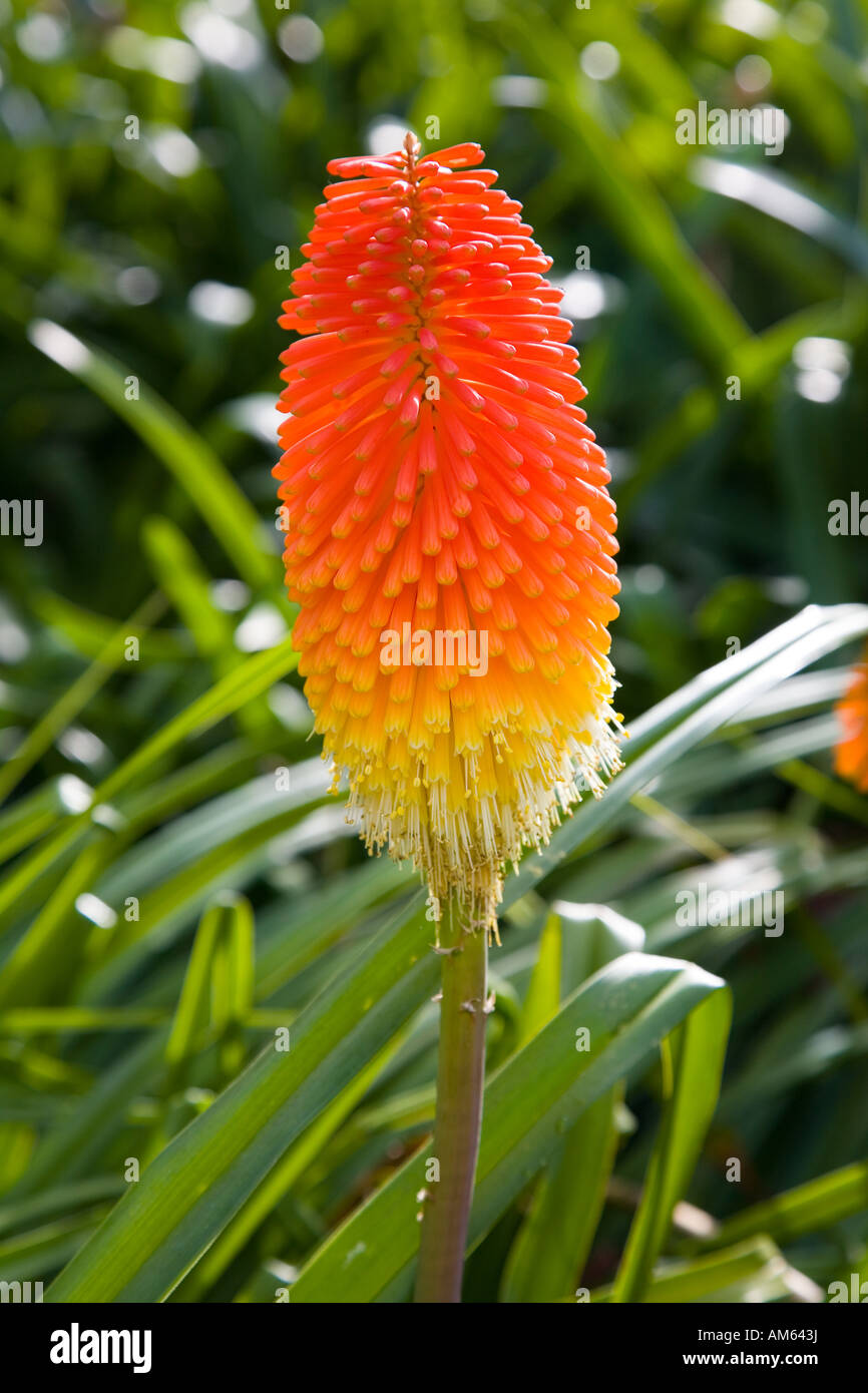 Kniphofia, Red Hot Poker, Torch Lily Stock Photo - Alamy