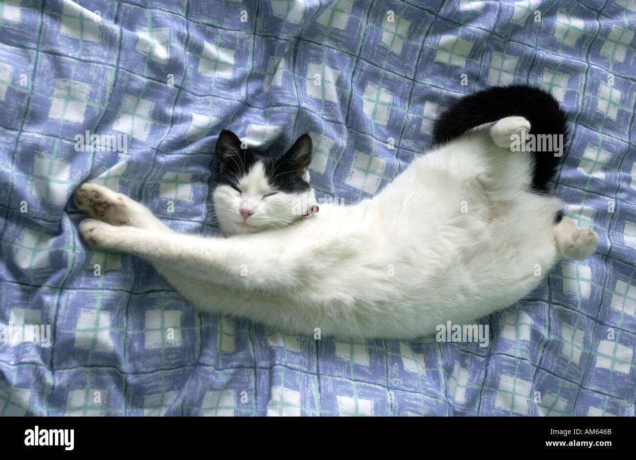 Cat stretches out on a bed Stock Photo Alamy