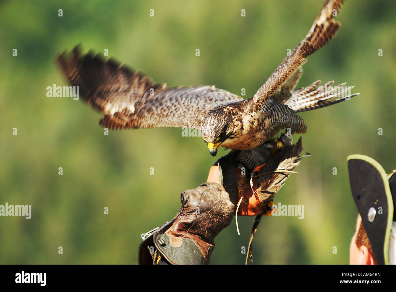 Gyrfalcon (Falco rusticolus) landing on falconers hand Stock Photo