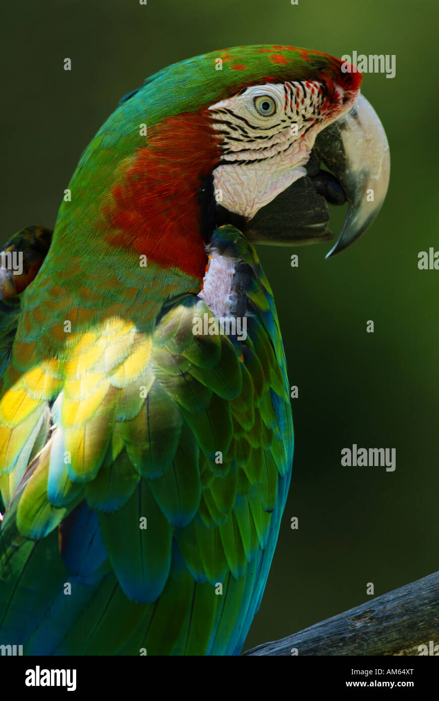 Great Green Macaw (Ara ambiguus) Stock Photo