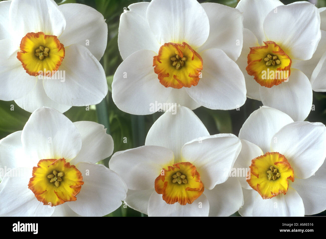 Narcissus 'Merlin'. Stock Photo