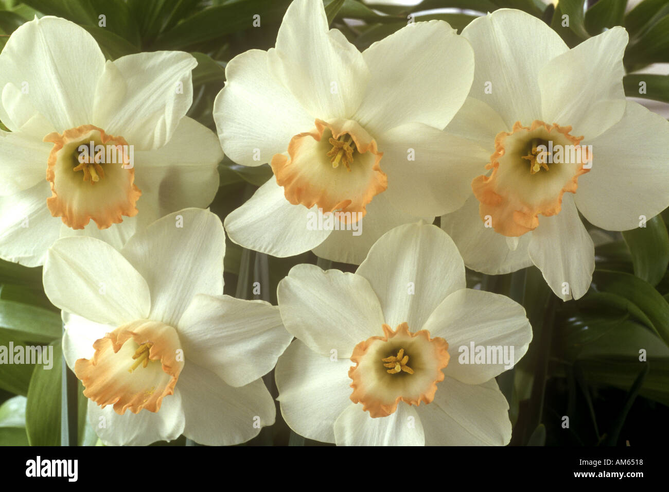 Narcissus 'Pink Pride' Stock Photo - Alamy