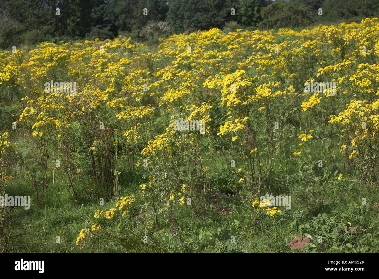 Yellow flowers of ragwort plant on Suffolk heathland Stock Photo