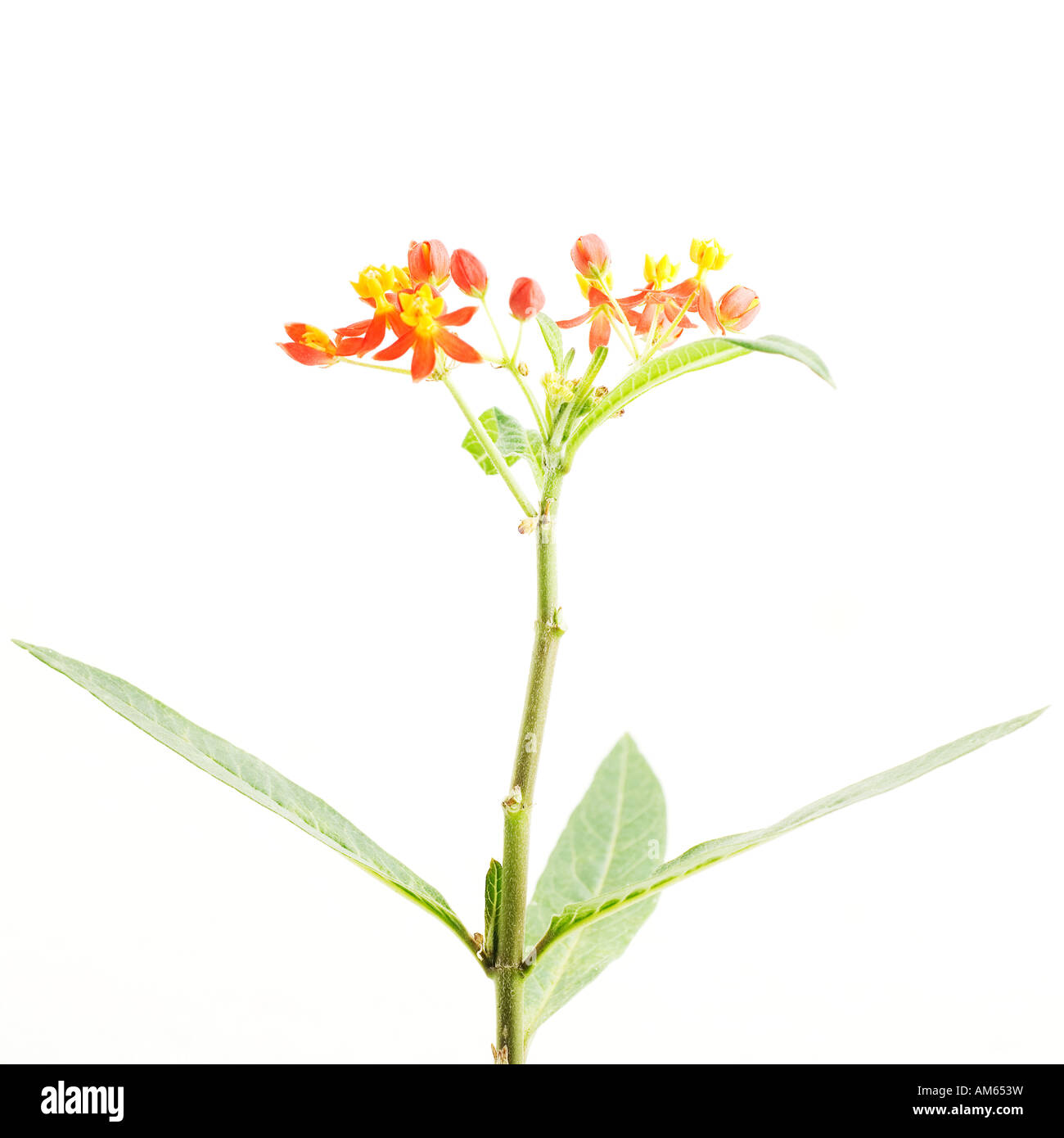 Silk Flower (Asclepias curassavica) Stock Photo