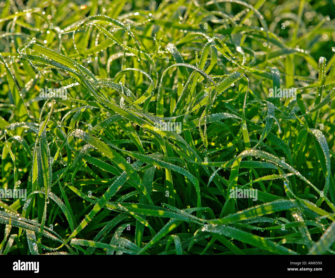 Blades of grass with dew drops Stock Photo
