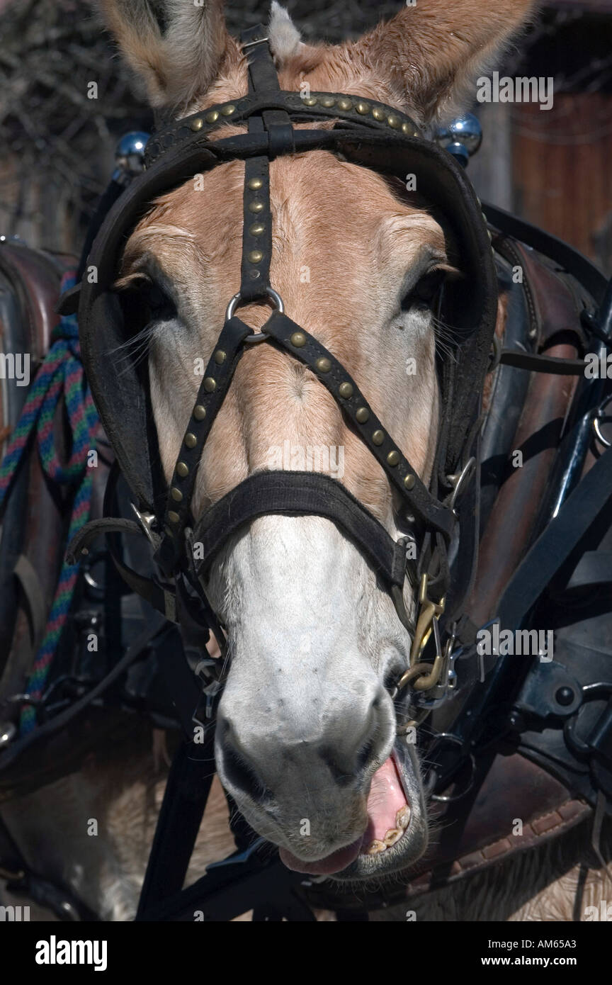 Stubborn mules hi-res stock photography and images - Alamy