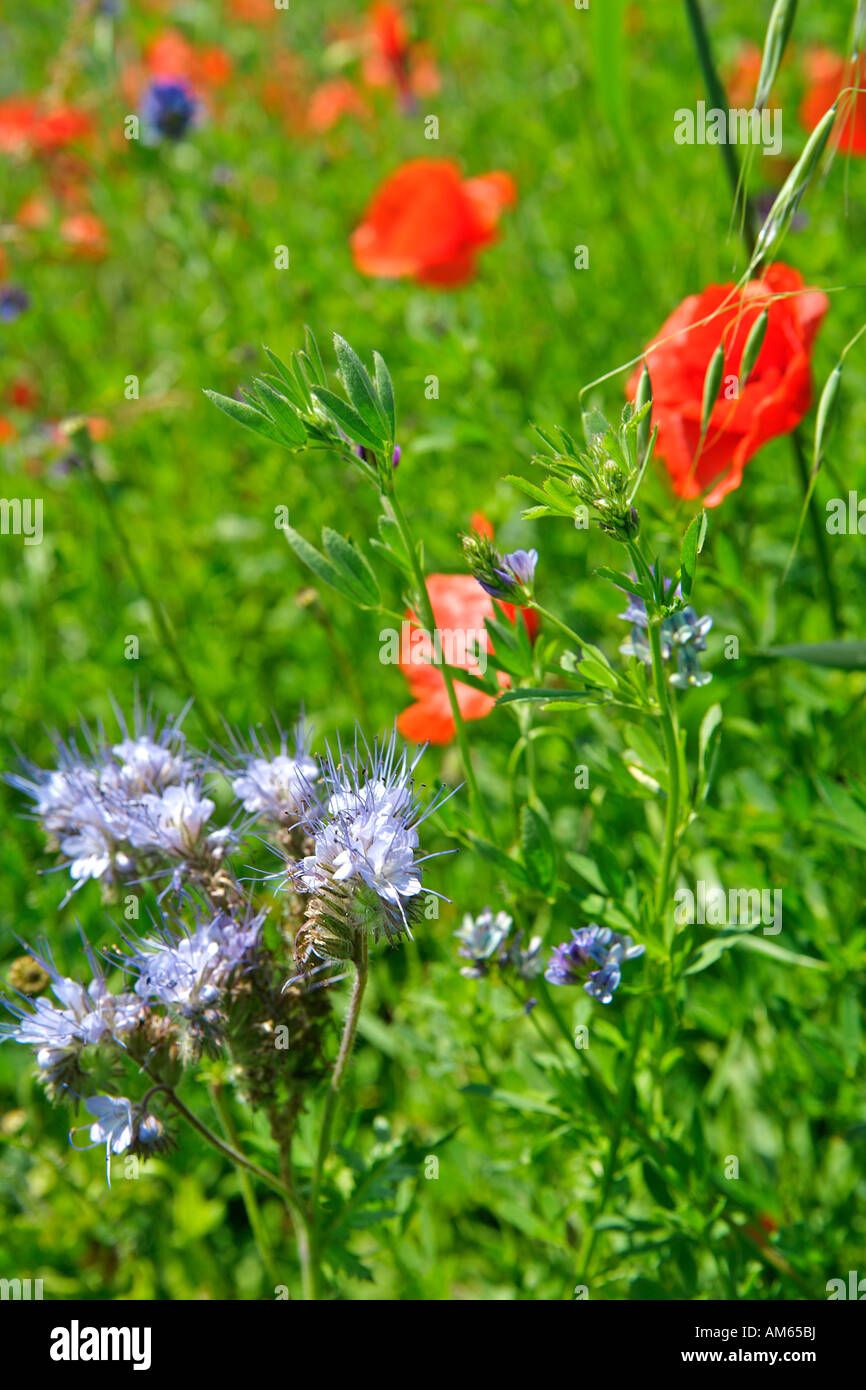 Flower meadow Stock Photo