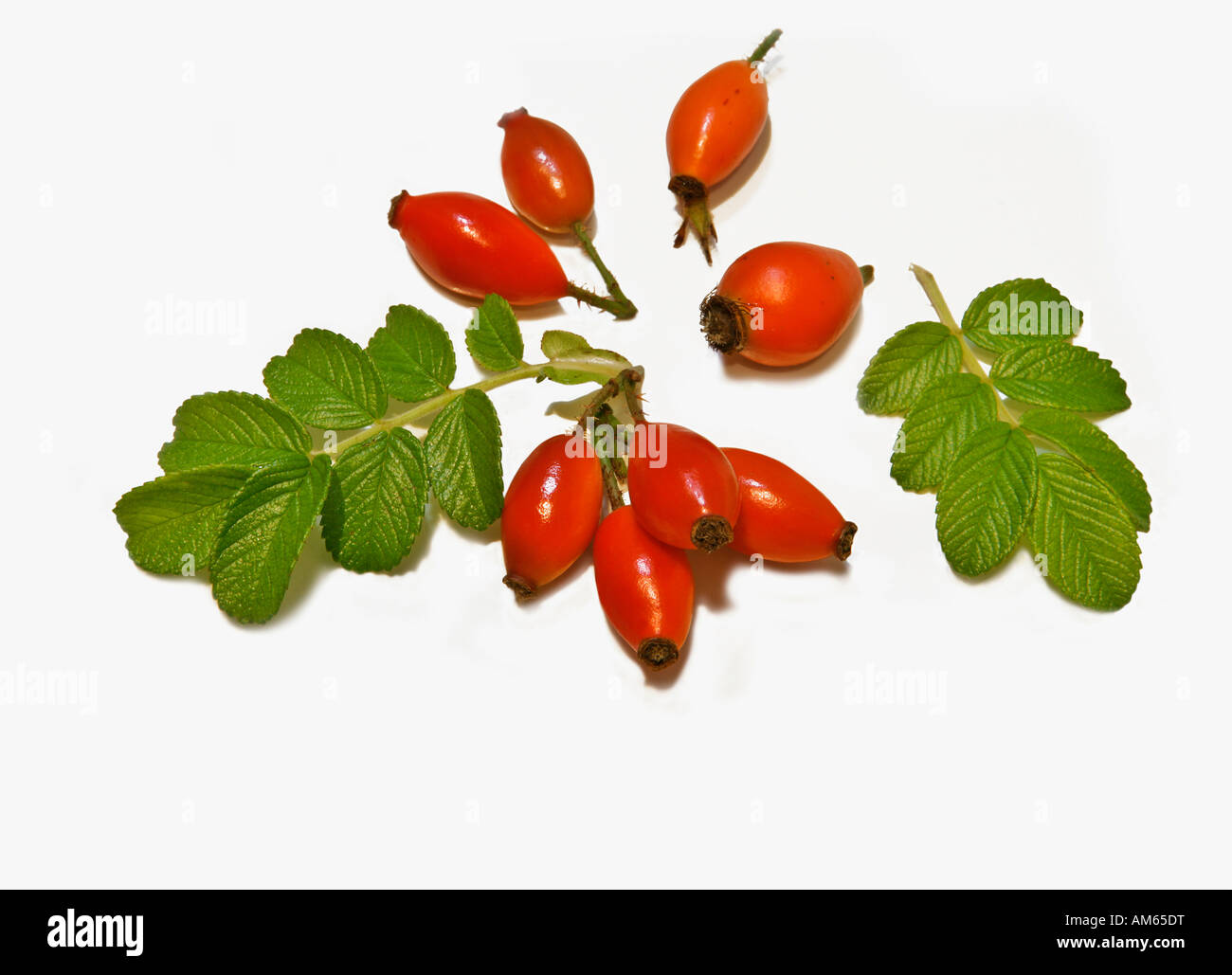 Rose hip ( Rosa canina ) with leaves, cut out Stock Photo