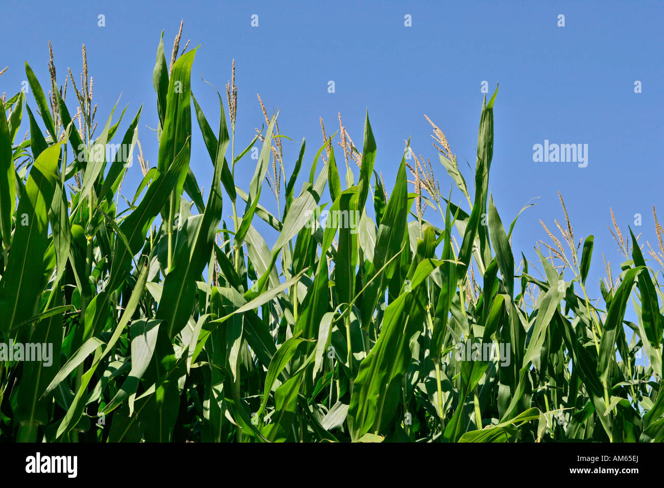 Corn field in late summer Stock Photo