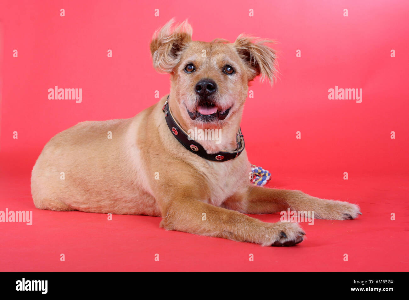 Chow Chow Schnauzer crossbreed Stock Photo