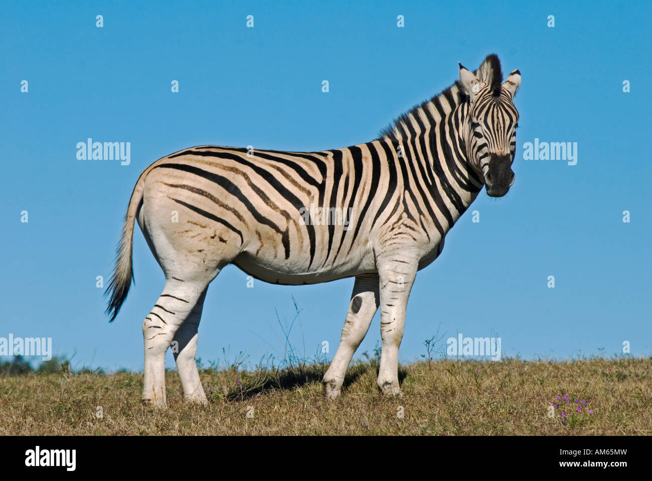 Zebra (Equus quagga) in the Addo National Park Soth Africa, Africa Stock Photo