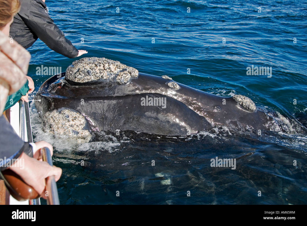 Whale, Walker Bay, Hermanus, South Africa, Africa Stock Photo