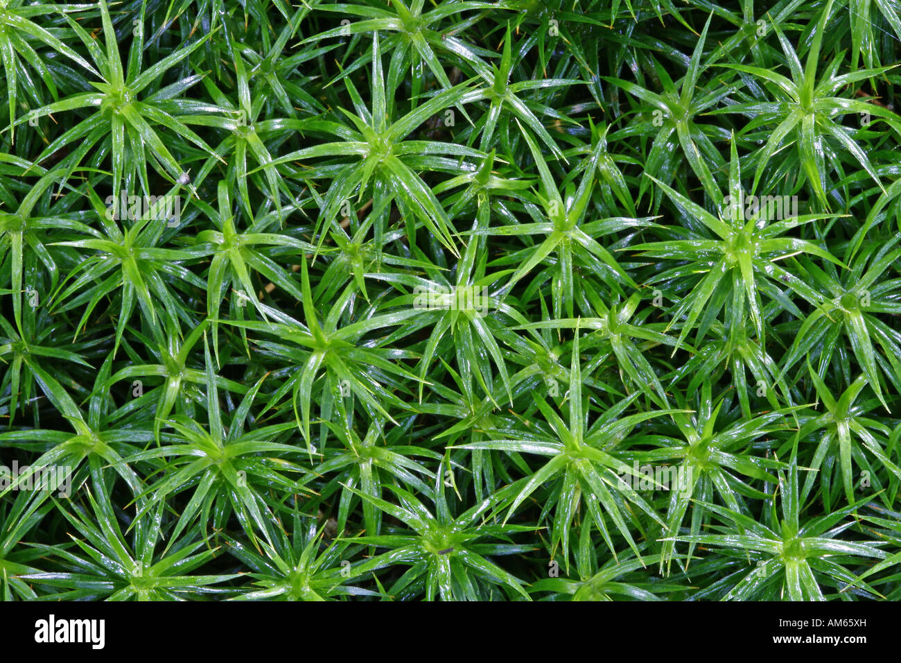 Cushion of moss with Mniaceae (Mniaceae, Mnium spec.) Stock Photo
