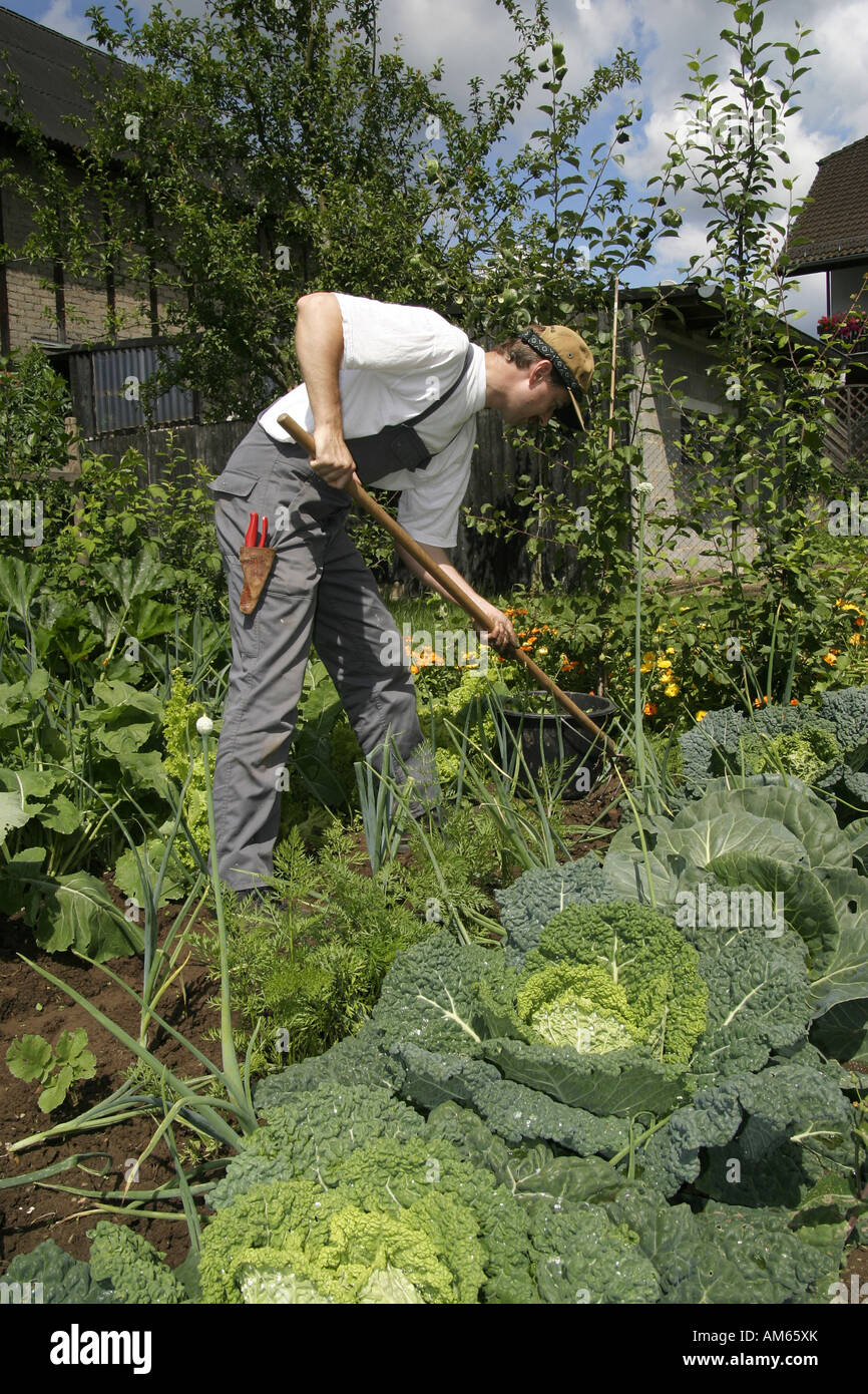 Gardener works in an ecological country garden, growing of vegetables in the own garden Stock Photo