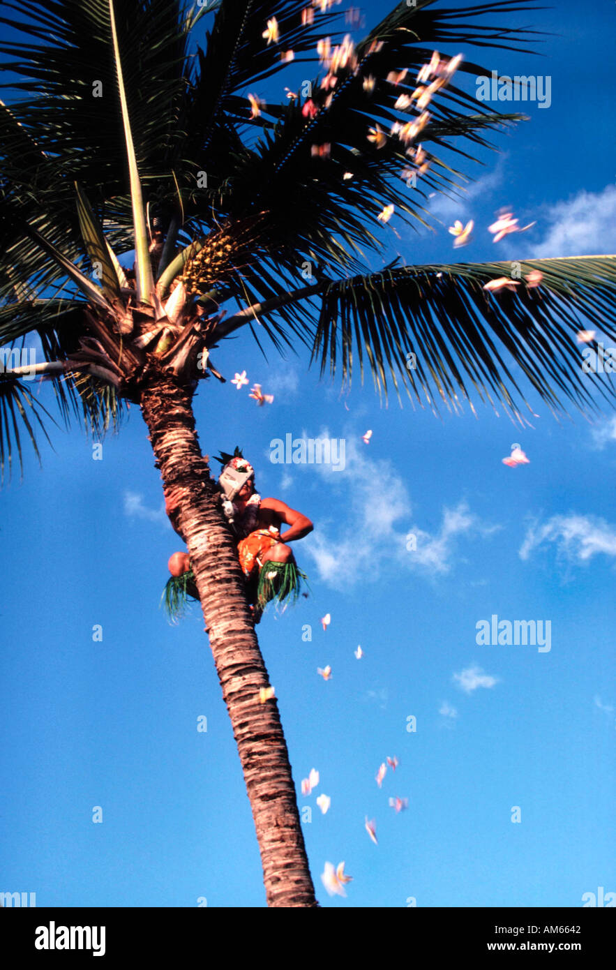 Hawaiian throwing flower petals from palm tree Stock Photo Alamy