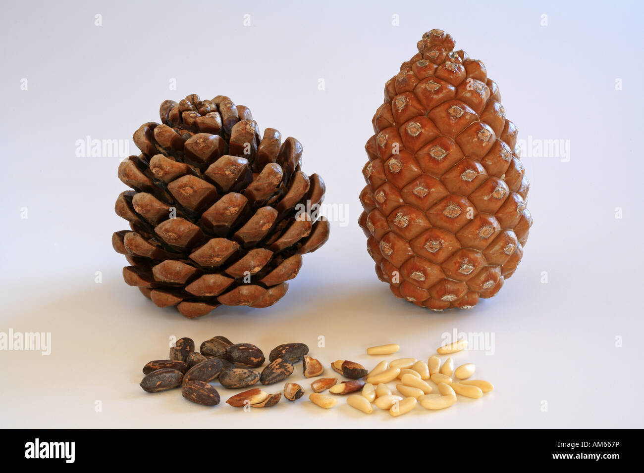Closed And Open Pine Cone Pine Nuts With And Without Shell Stock Photo 