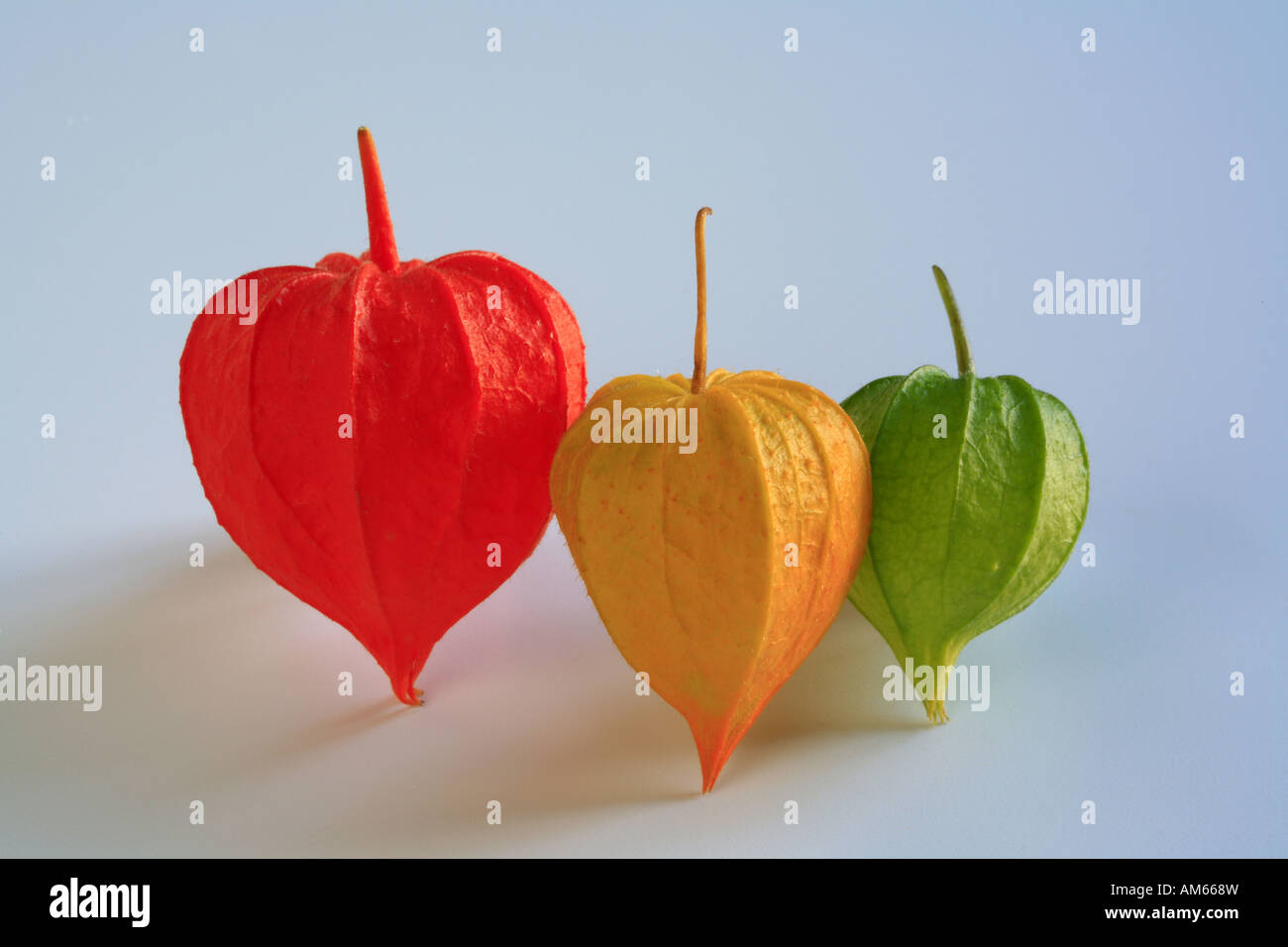 Calyces of Physalis peruviana, Cape gooseberry Stock Photo - Alamy
