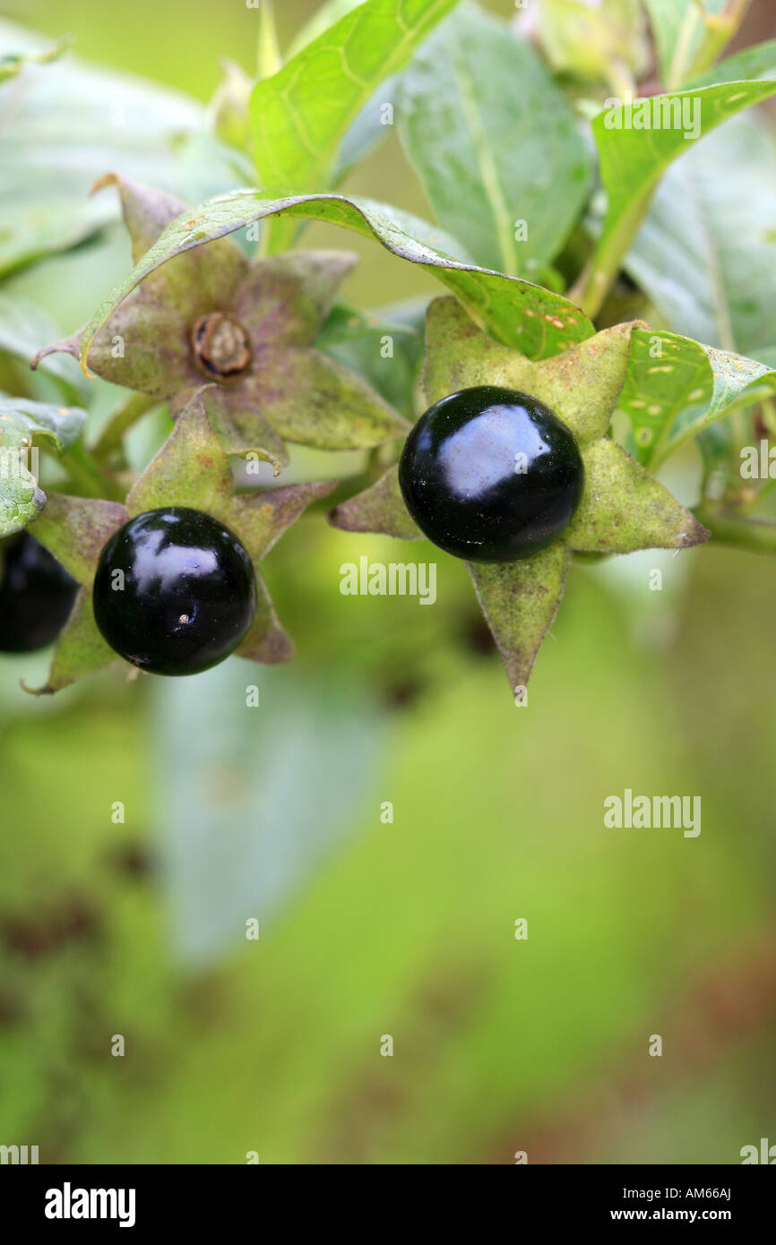 Fruits of Deadly nightshade (Atropa belladonna) Stock Photo