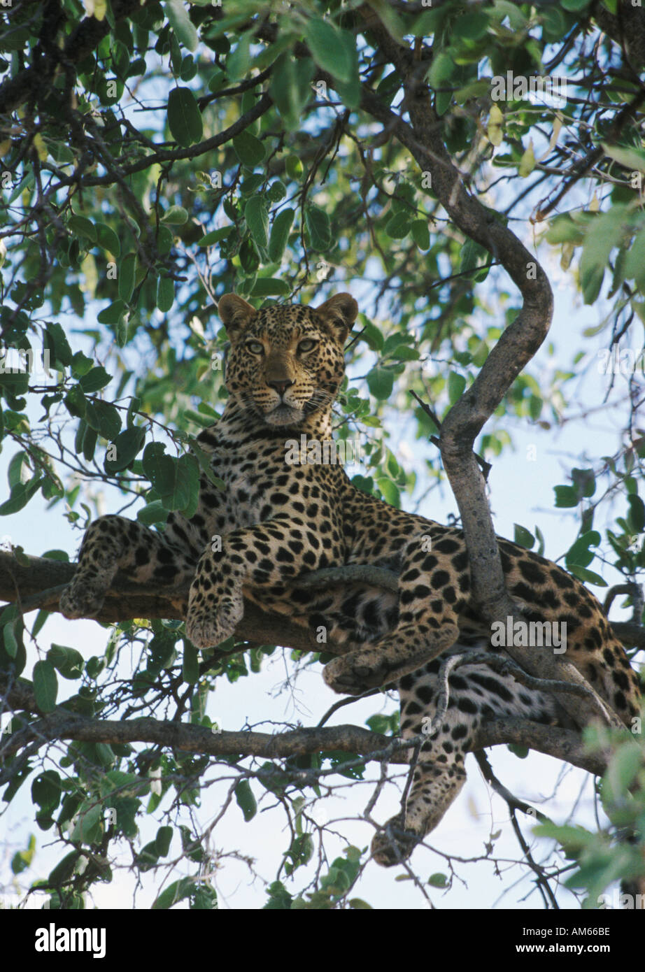 Leopard up a tree at Okonjima in Namibia Stock Photo - Alamy