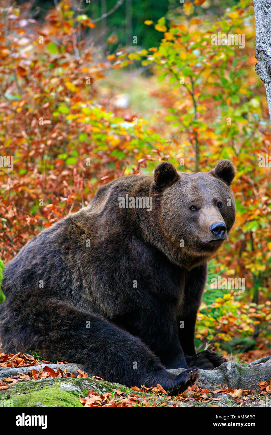 Brown bear (Ursus arctos) in autumnally coloured forest, outdoor enclosure Bavarian Forest, Germany Stock Photo