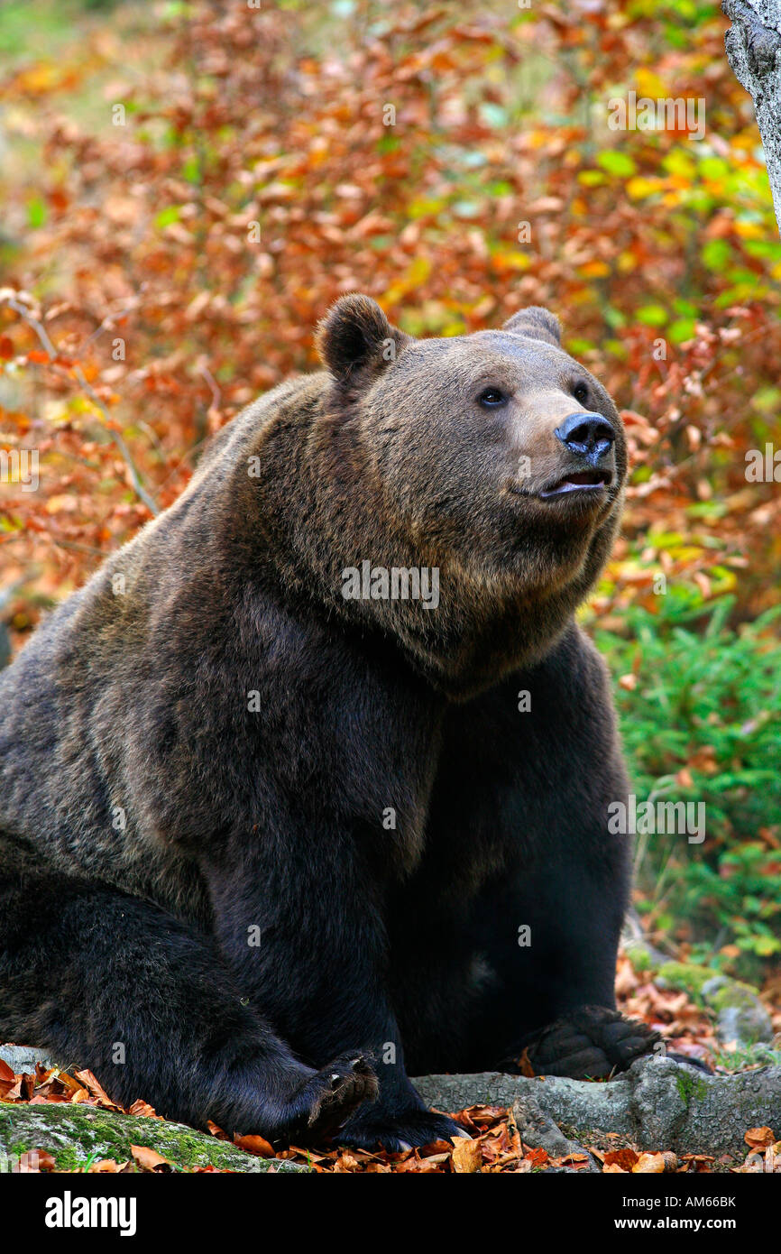 Brown bear (Ursus arctos) in autumnally coloured forest, outdoor enclosure Bavarian Forest, Germany Stock Photo
