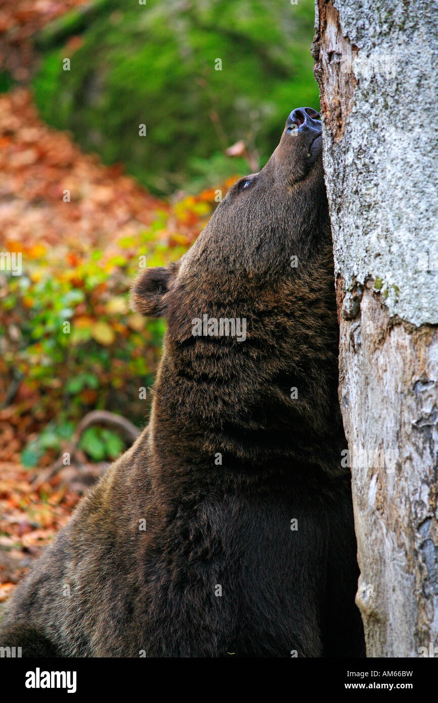 Brown bear (Ursus arctos) in autumnally coloured forest, outdoor enclosure Bavarian Forest, Germany Stock Photo