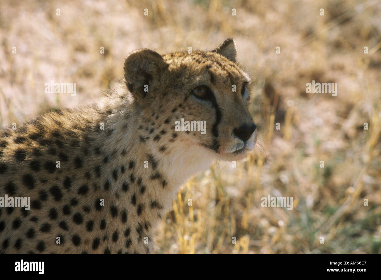 Cheetah at Okonjima in Namibia Stock Photo