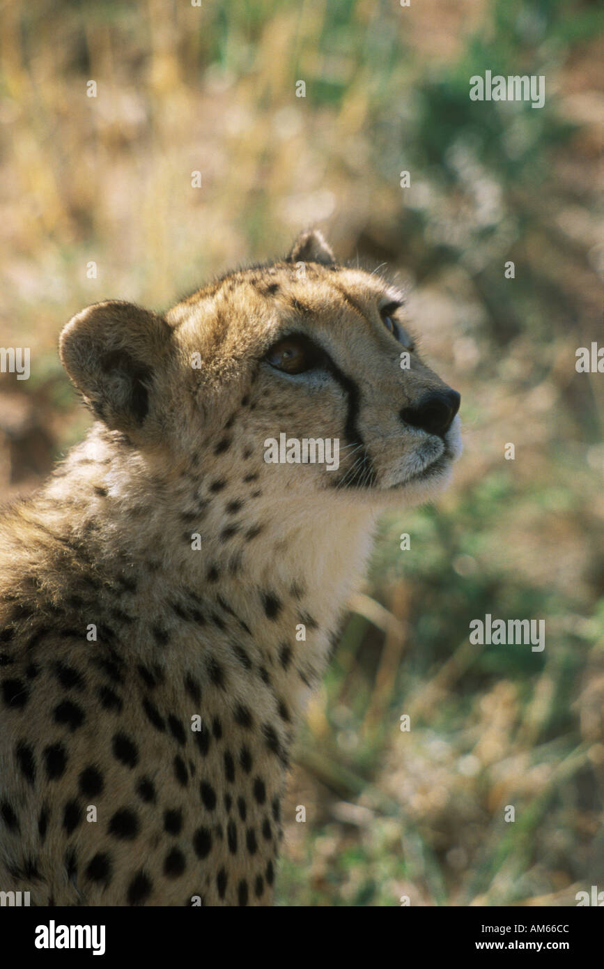 Cheetah at Okonjima in Namibia Stock Photo