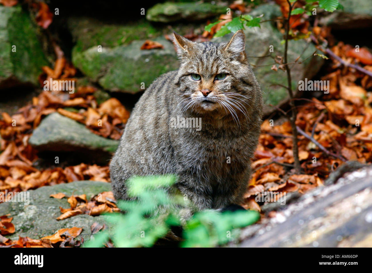 European Wildcat (Felis silvestris), outdoor enclosure Bavarian Forest, Germany Stock Photo