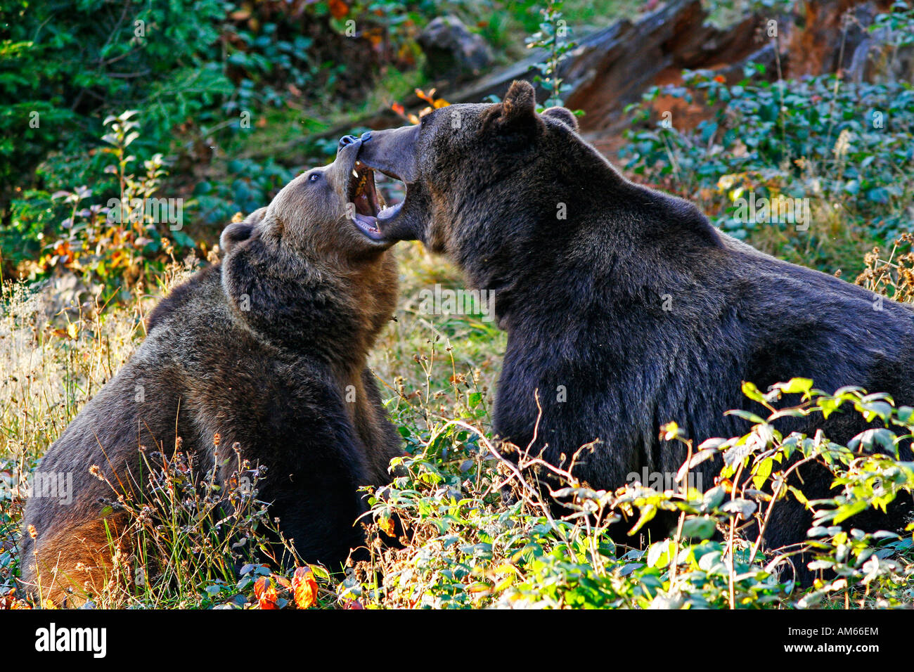 Playfully fighting brown bears (Ursus arctos) in autumnally coloured forest, outdoor enclosure Bavarian Forest, Germany Stock Photo