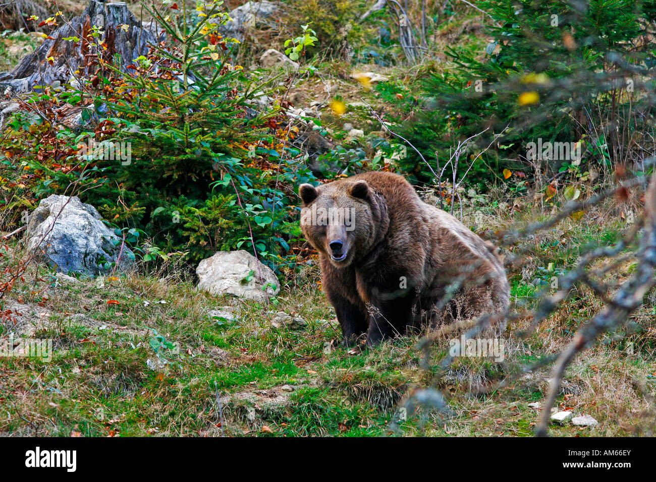 Brown bear (Ursus arctos) in autumnally coloured forest, outdoor enclosure Bavarian Forest, Germany Stock Photo