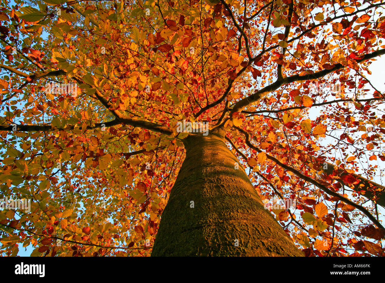 Treetop of an autumnally coloured beech (Fagus silvatica) in reddish evening light Stock Photo