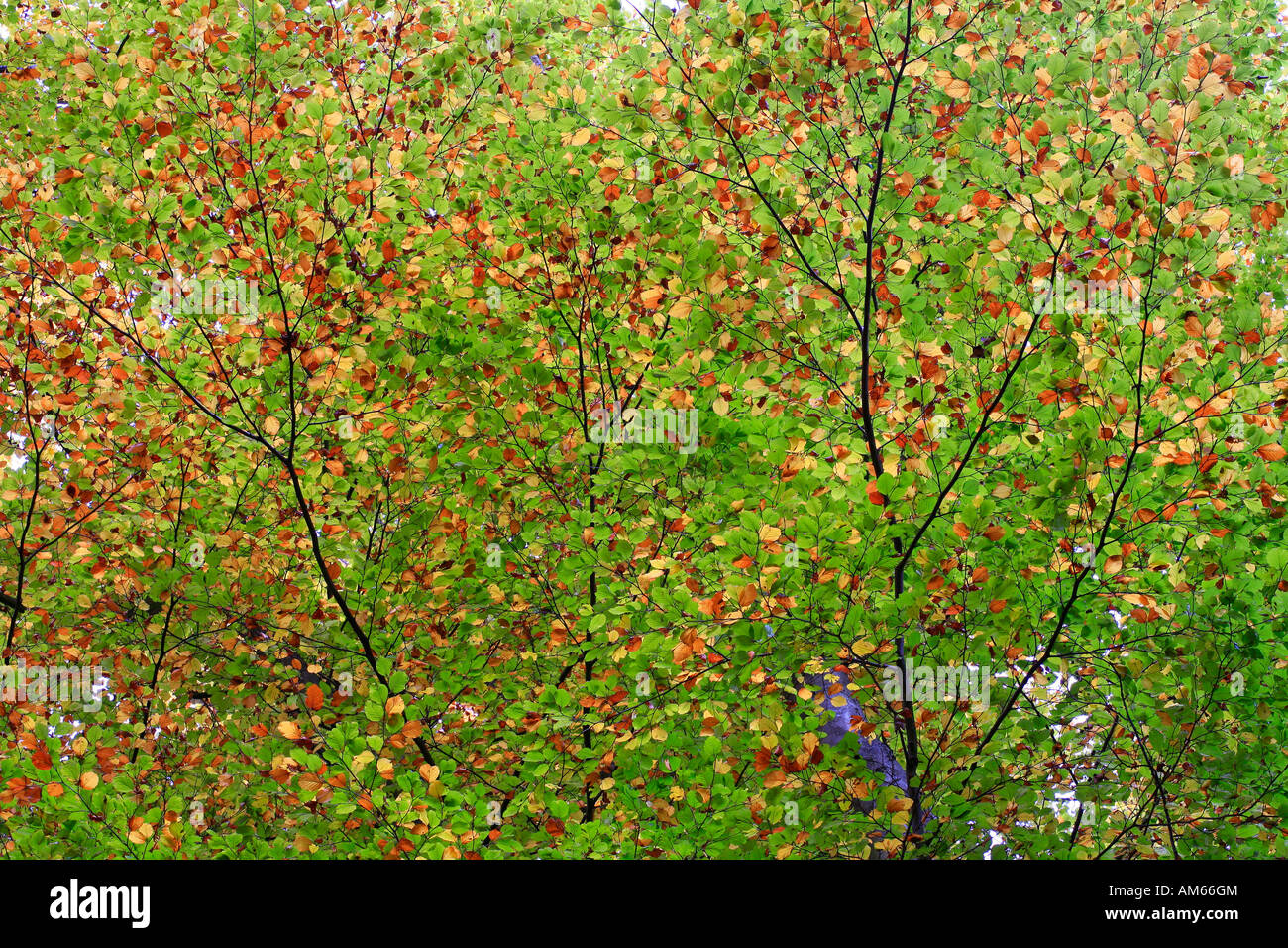 Autumnally coloured beech foliage (Fagus silvatica). Stock Photo