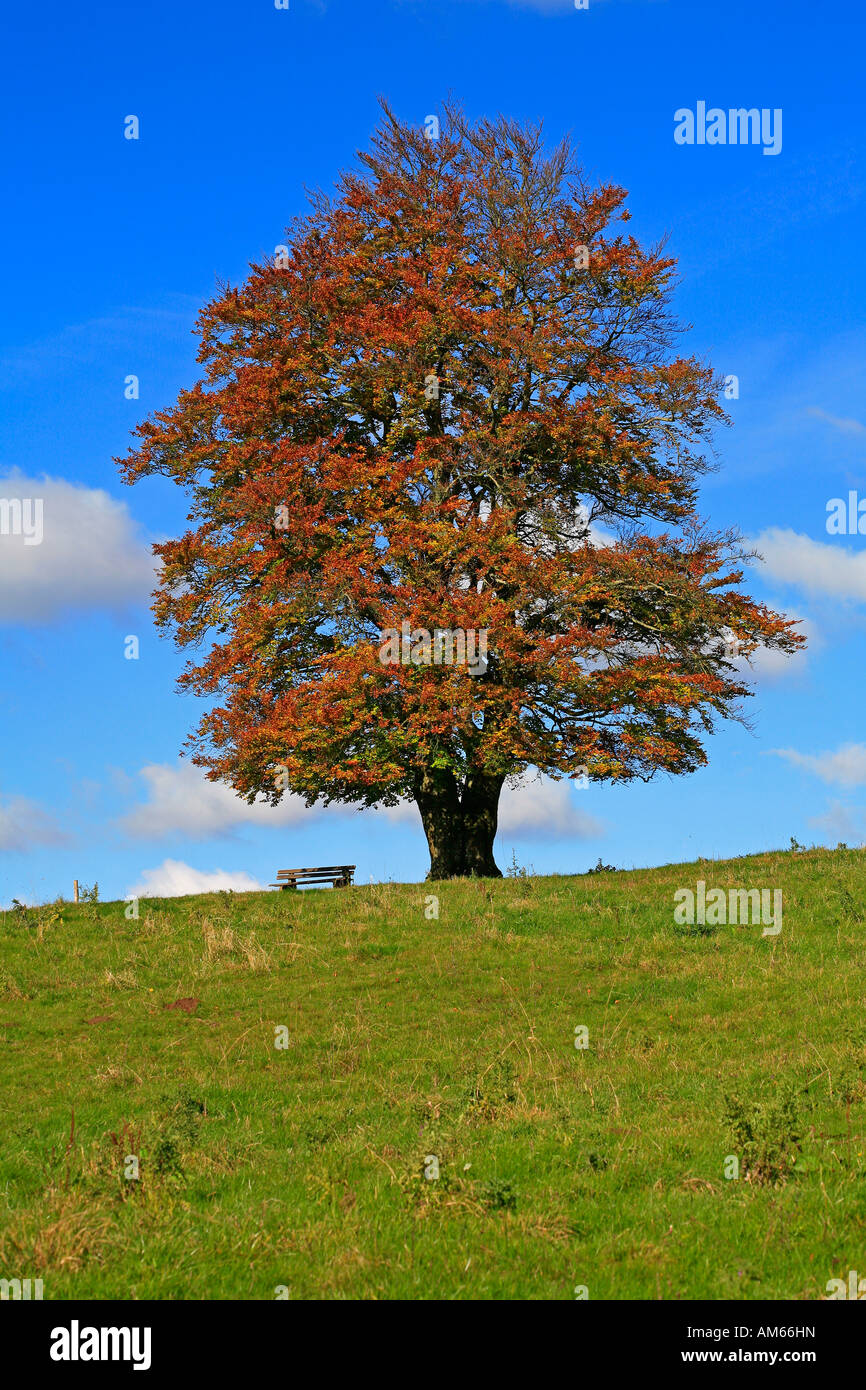 Autumnally coloured beech foliage (Fagus silvatica), Westerwald, Hesse, Germany Stock Photo