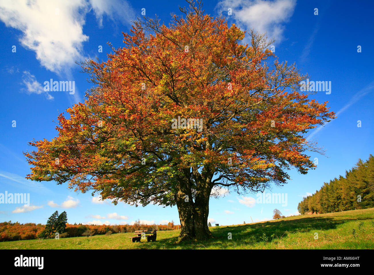 Autumnally coloured beech foliage (Fagus silvatica), Westerwald, Hesse, Germany Stock Photo