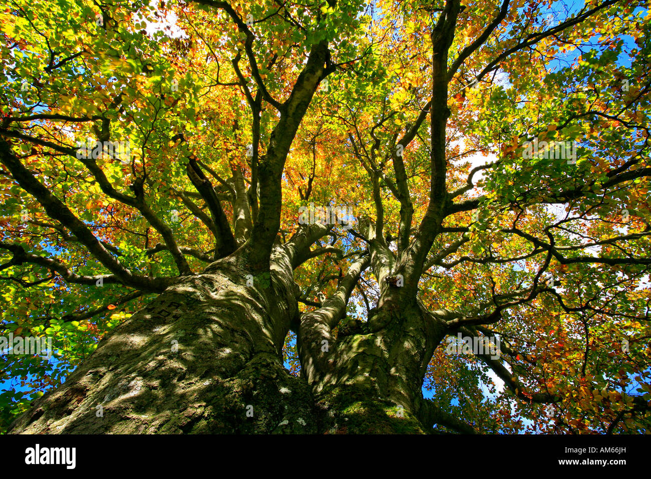 Autumnally coloured beech foliage (Fagus silvatica), Westerwald, Hesse, Germany Stock Photo