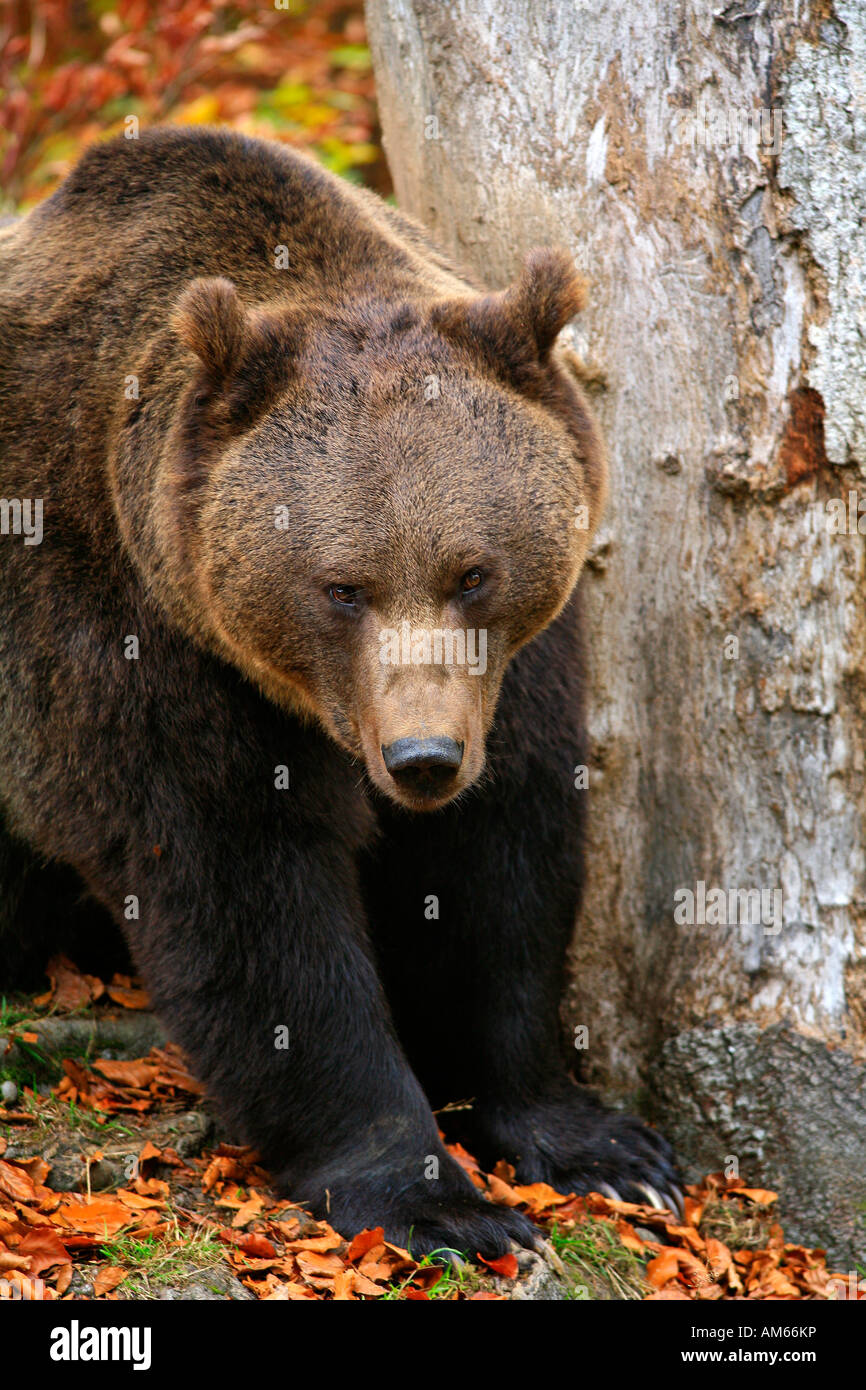 Brown bear (Ursus arctos arctos), outdoor enclosure, National Park Bavarian Forest, Germany Stock Photo