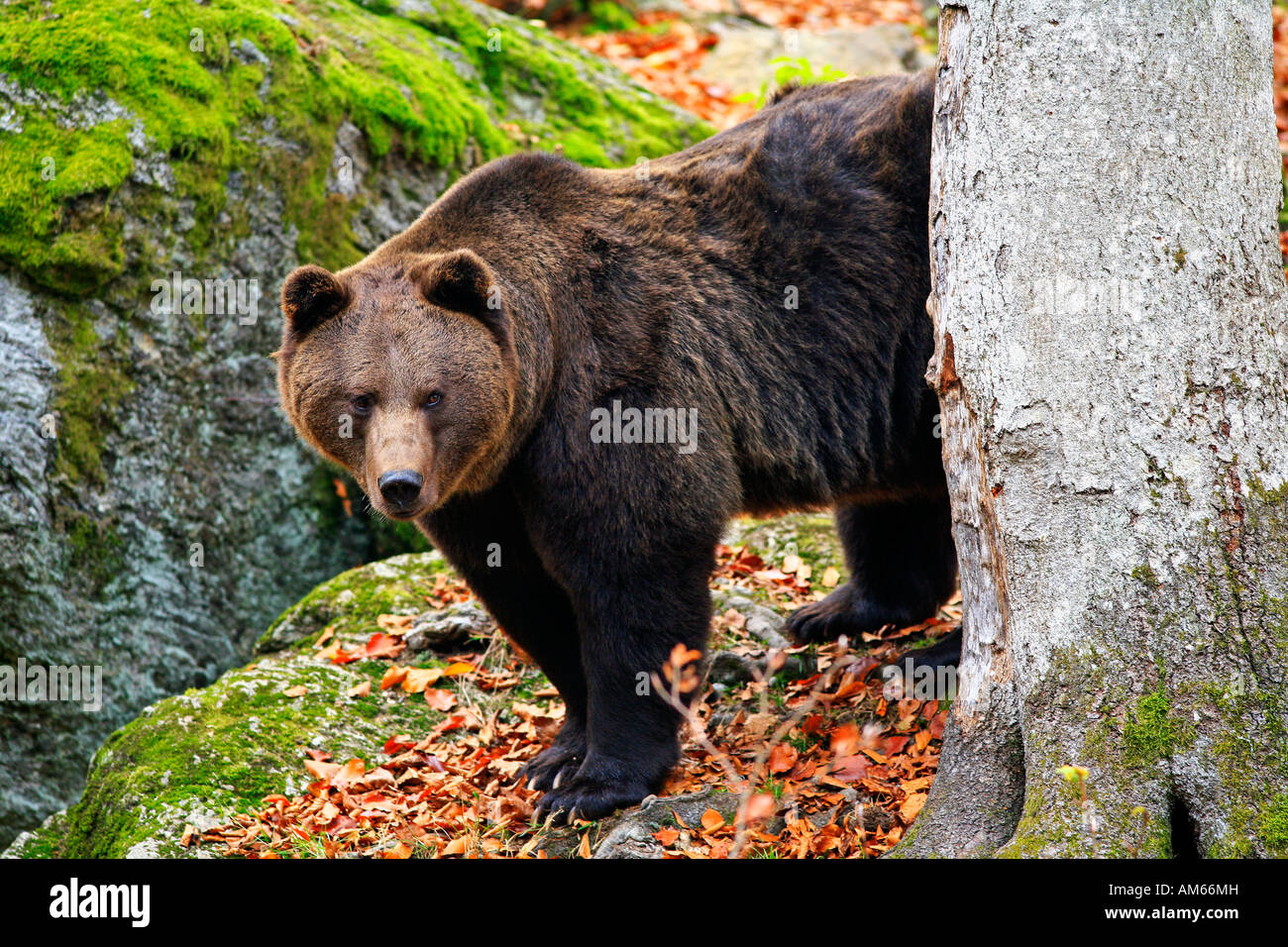 Brown bear (Ursus arctos arctos), outdoor enclosure, National Park Bavarian Forest, Germany Stock Photo