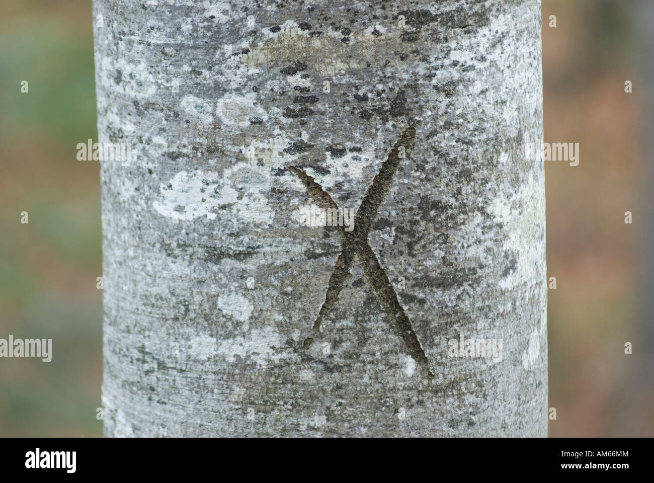 Forrestry markings on a deciduous Beech tree Stock Photo