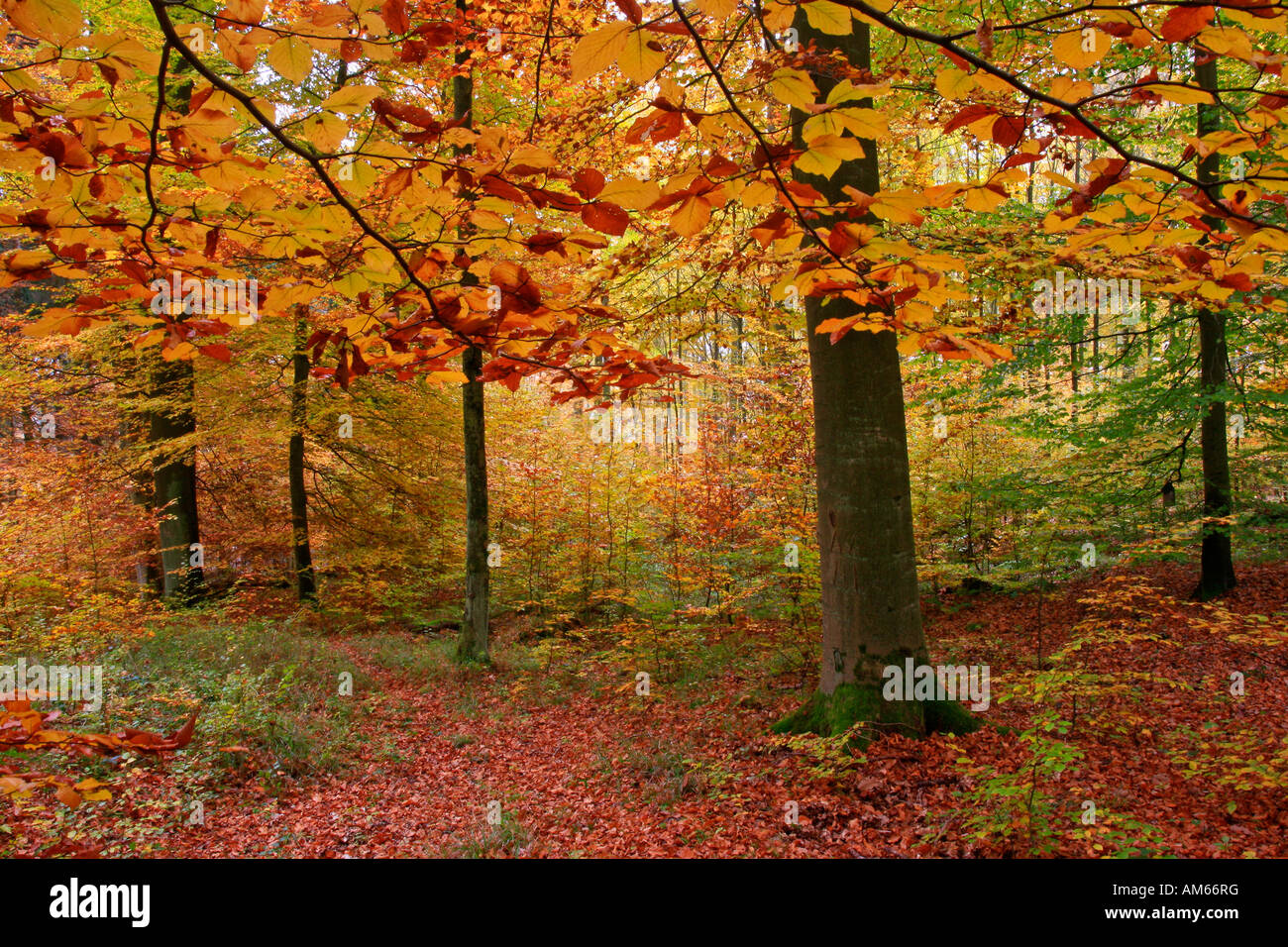 Autumnally coloured beech groove, (Fagus silvatica), Westerwald, Hesse, Germany Stock Photo