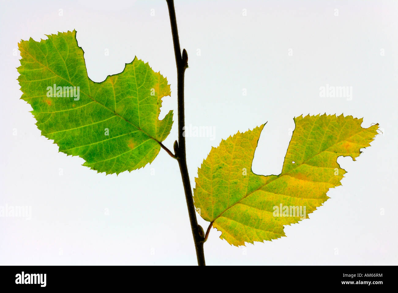 Autumnally coloured leaves Stock Photo