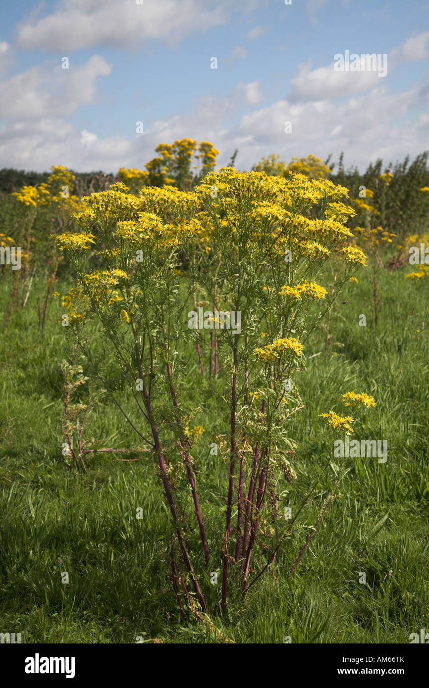 Yellow flowers of ragwort plant on Suffolk heathland Stock Photo