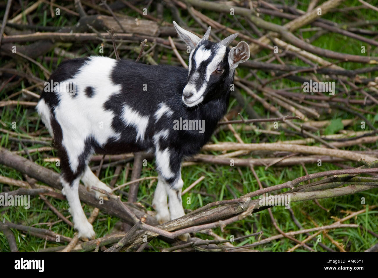 Young goat Stock Photo
