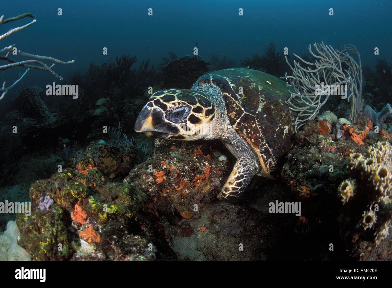 Turtle Scratching Hawksbill Turtle Eretmochelys imbriocota scratching carapace on reef ...