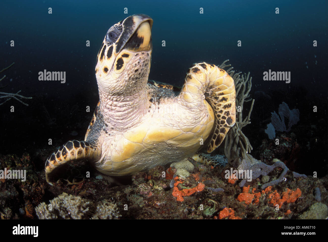 Turtle Scratching Hawksbill Turtle Eretmochelys imbriocota scratching carapace on reef ...