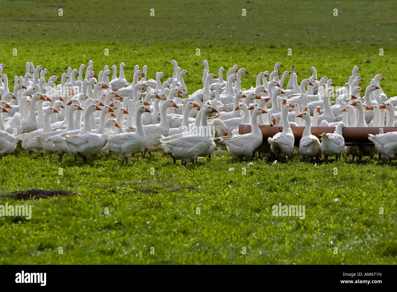 Group of geese Stock Photo