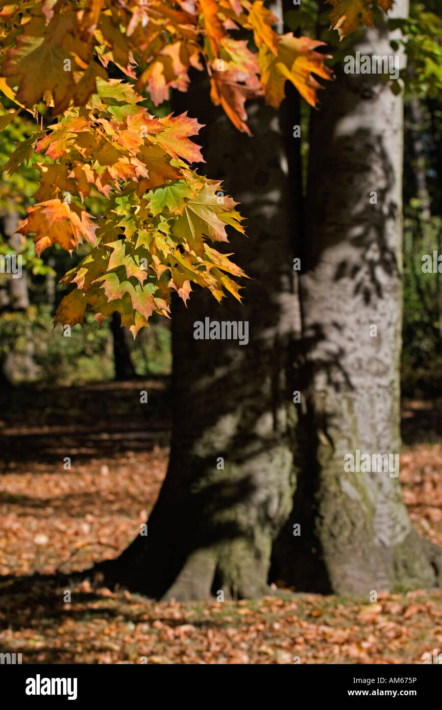 A beautiful colored forest in autumn Stock Photo - Alamy
