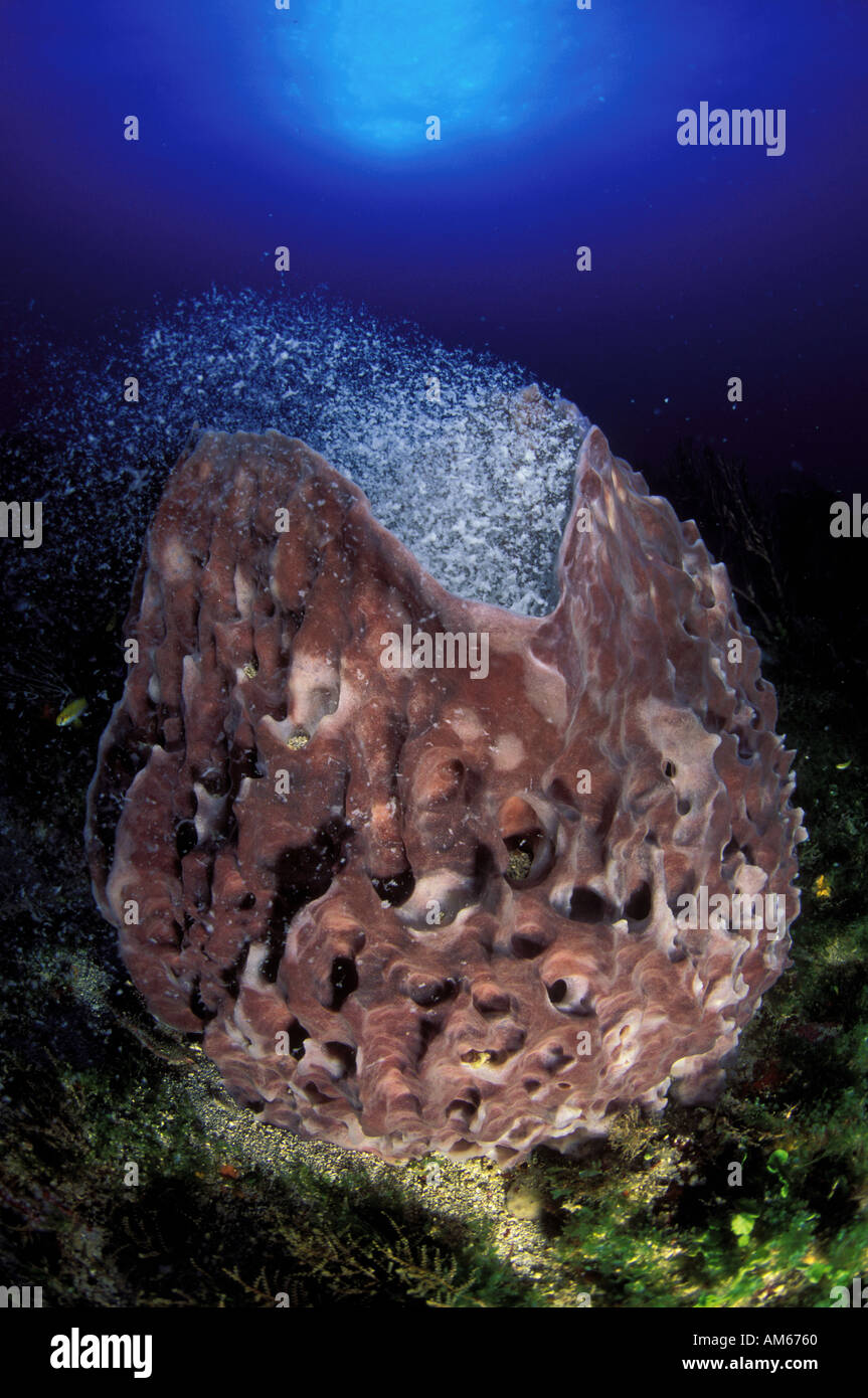 Barrel Sponge Xestospongia muta spawning Stock Photo