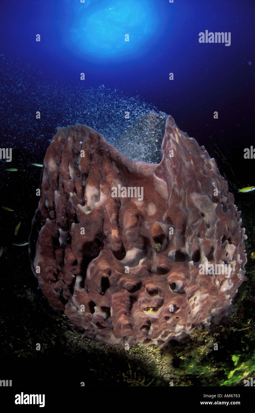 Barrel Sponge Xestospongia muta spawning Stock Photo